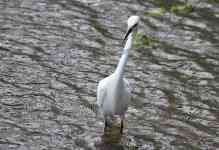 McAllen: lake, Texas, egret