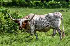 McAllen: Texas, Cattle, longhorn