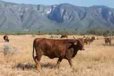 McAllen: ranch, farm, cow