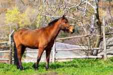 McAllen: horse, Equine, paddock