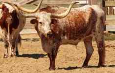McAllen: farm, cow, texas longhorn