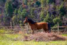 McAllen: ranch, horse, hay