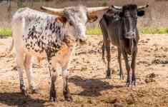 McAllen: nature, Cows, texas longhorn