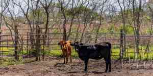 McAllen: Cows, Cattle, texas longhorn