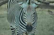 McAllen: animal, safari, zebra
