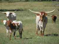 McAllen: cow, longhorn, steer