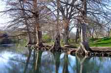 McAllen: nature, Trees, river