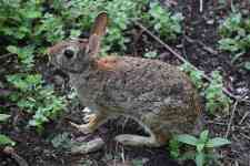 McAllen: animal, rabbit, hare