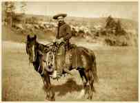McAllen: horse, Western, cowboy